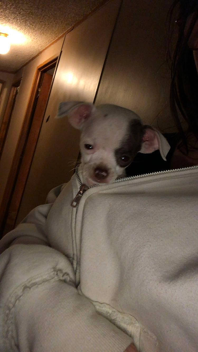 Mr. Moo is registered to the contest to win money with this photo: canidae, carnivore, comfort, companion_dog, corgi_chihuahua, dog, dog_breed, ear, fawn, fur, grey, non_sporting_group, paw, snout, sporting_group, terrestrial_animal, toy_dog, whiskers, working_animal