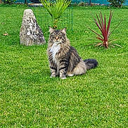 Ryo participe au concours pour gagner de l'argent avec cette photo : cat, longhaired_cat, fluffy, tabby, pet, animal, sitting, outdoor, garden, lawn, grass, plants, flowers, tropical, potted_plant, rock, fence, greenery, portrait, nature