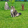 cat, longhaired_cat, fluffy, tabby, pet, animal, sitting, outdoor, garden, lawn, grass, plants, flowers, tropical, potted_plant, rock, fence, greenery, portrait, nature