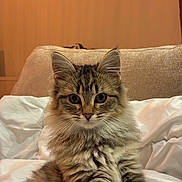 Gus a rejoint le concours — aidez-le/la à gagner de superbes lots ! cat, kitten, tabby, fluffy, pet, feline, indoor, cute, whiskers, fur, animal, sitting, bed, blanket, couch, domestic, young, portrait, curious, face