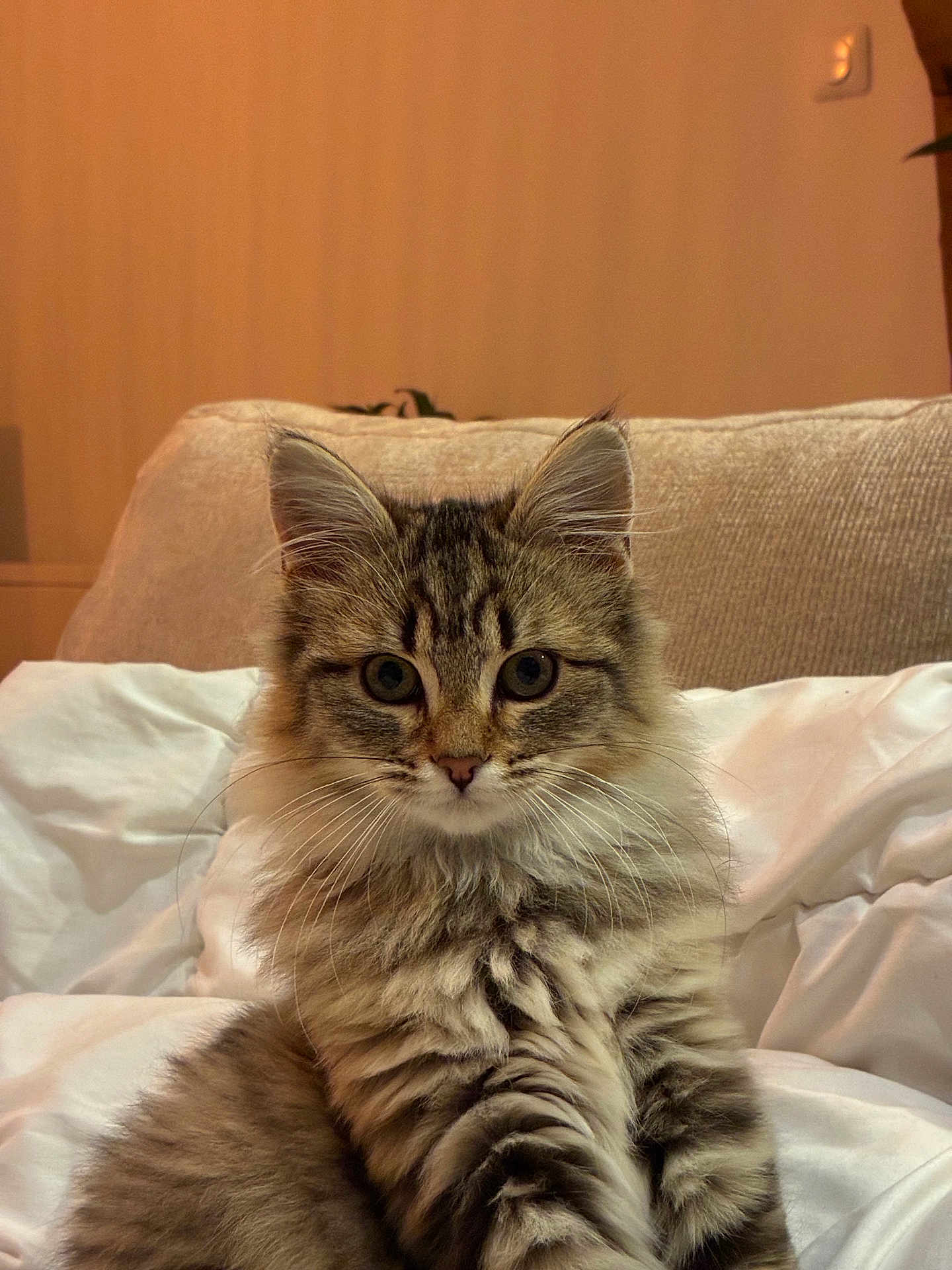 Gus a rejoint le concours — aidez-le/la à gagner de superbes lots ! cat, kitten, tabby, fluffy, pet, feline, indoor, cute, whiskers, fur, animal, sitting, bed, blanket, couch, domestic, young, portrait, curious, face