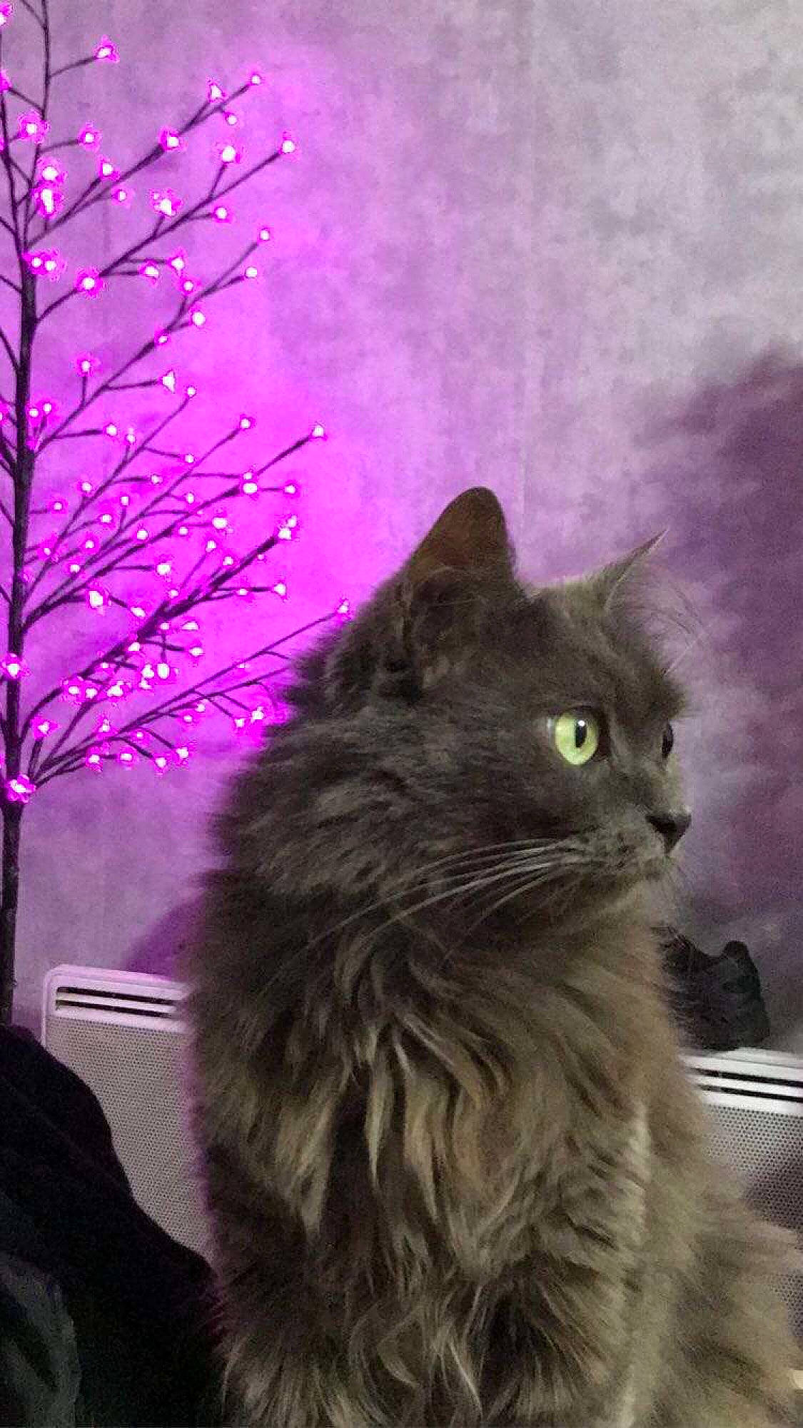 Miracle participe au concours pour gagner de l'argent avec cette photo : black_cat, british_longhair, carnivore, cat, darkness, domestic_short_haired_cat, electric_blue, felidae, fur, magenta, maine_coon, midnight, new_year, plant, purple, small_to_medium_sized_cats, snout, tail, terrestrial_animal, whiskers