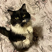 Mazie joined the competition — help win amazing prizes! cat, tuxedo_cat, black_and_white, fluffy, long_hair, green_eyes, whiskers, paws, pet, animal, feline, portrait, lying_down, bed, bedding, floral_pattern, indoors, close_up, alert, cute