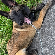 Asko participe au concours pour gagner de l'argent avec cette photo : animal, black, brown, canine, chain, daylight, dog, ears, fur, grass, happy, leash, mouth_open, nature, outdoor, pavement, pet, playful, resting, side_view