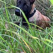 Asko a rejoint le concours — aidez-le/la à gagner de superbes lots ! dog, puppy, grass, outdoor, nature, ears, animal, canine, brown, black, collar, leash, field, young, pet, fur, eyes, closeup, curious, wildlife