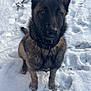 dog, belgian_malinois, snow, outdoor, animal, pet, winter, canine, fur, ears, collar, nature, portrait, sitting, pawprints, cold, watchful, alert, cute, muzzle