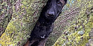 Asko participe au concours pour gagner de l'argent avec cette photo : animal, bark, black_dog, branch, camouflage, close_up, collar, curious, dog, ears, eyes, forest, leaves, moss, nature, outdoor, playful, tree, wood, young_dog