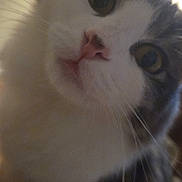 Milo is registered to the contest to win money with this photo: cat, close_up, indoor, curious, whiskers, pink_nose, wide_eyes, feline, pet, animal, fur, face, portrait, looking, cute, tabby, white_fur, gray_fur, domestic_cat, mammal
