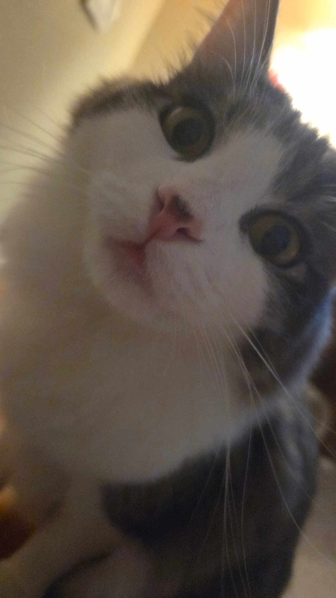 Milo is registered to the contest to win money with this photo: cat, close_up, indoor, curious, whiskers, pink_nose, wide_eyes, feline, pet, animal, fur, face, portrait, looking, cute, tabby, white_fur, gray_fur, domestic_cat, mammal