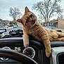 cat, ginger_cat, dashboard, car_interior, steering_wheel, speedometer, street, trees, buildings, window, paw, curious, pet, animal, domestic_cat, feline, daytime, outdoor_view, vehicle, tilted_head
