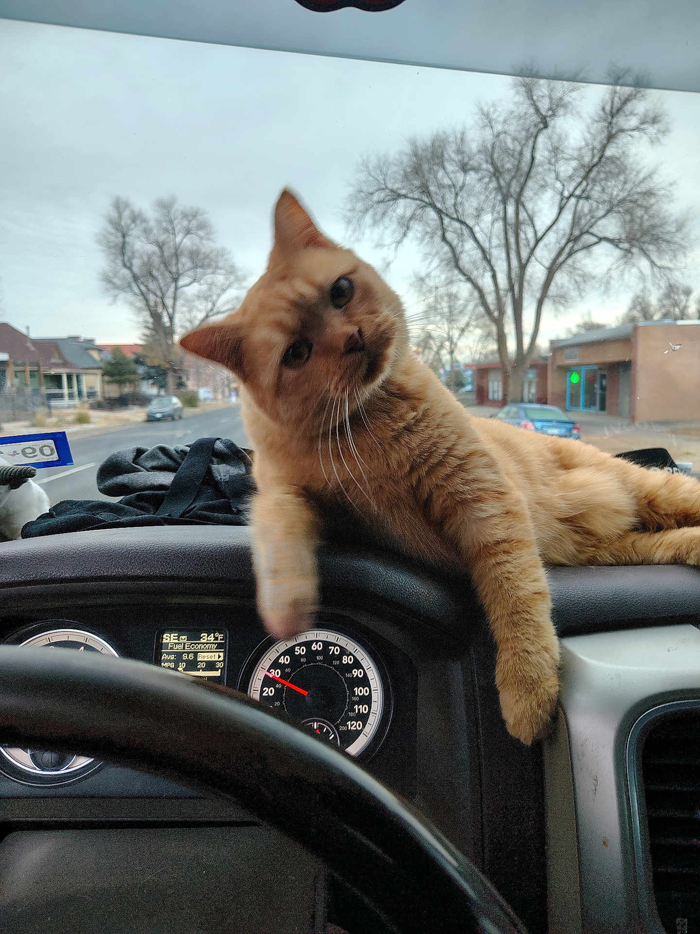 Butterscotch is registered to the contest to win money with this photo: cat, ginger_cat, dashboard, car_interior, steering_wheel, speedometer, street, trees, buildings, window, paw, curious, pet, animal, domestic_cat, feline, daytime, outdoor_view, vehicle, tilted_head