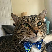 Buggy joined the competition — help win amazing prizes! animal_portrait, bow_tie, cat, close_up, couch, cozy, cute, domestic_animal, feline, furniture, green_eyes, household, indoor, living_room, mammal, pet, relaxed, seated, tabby_cat, whiskers