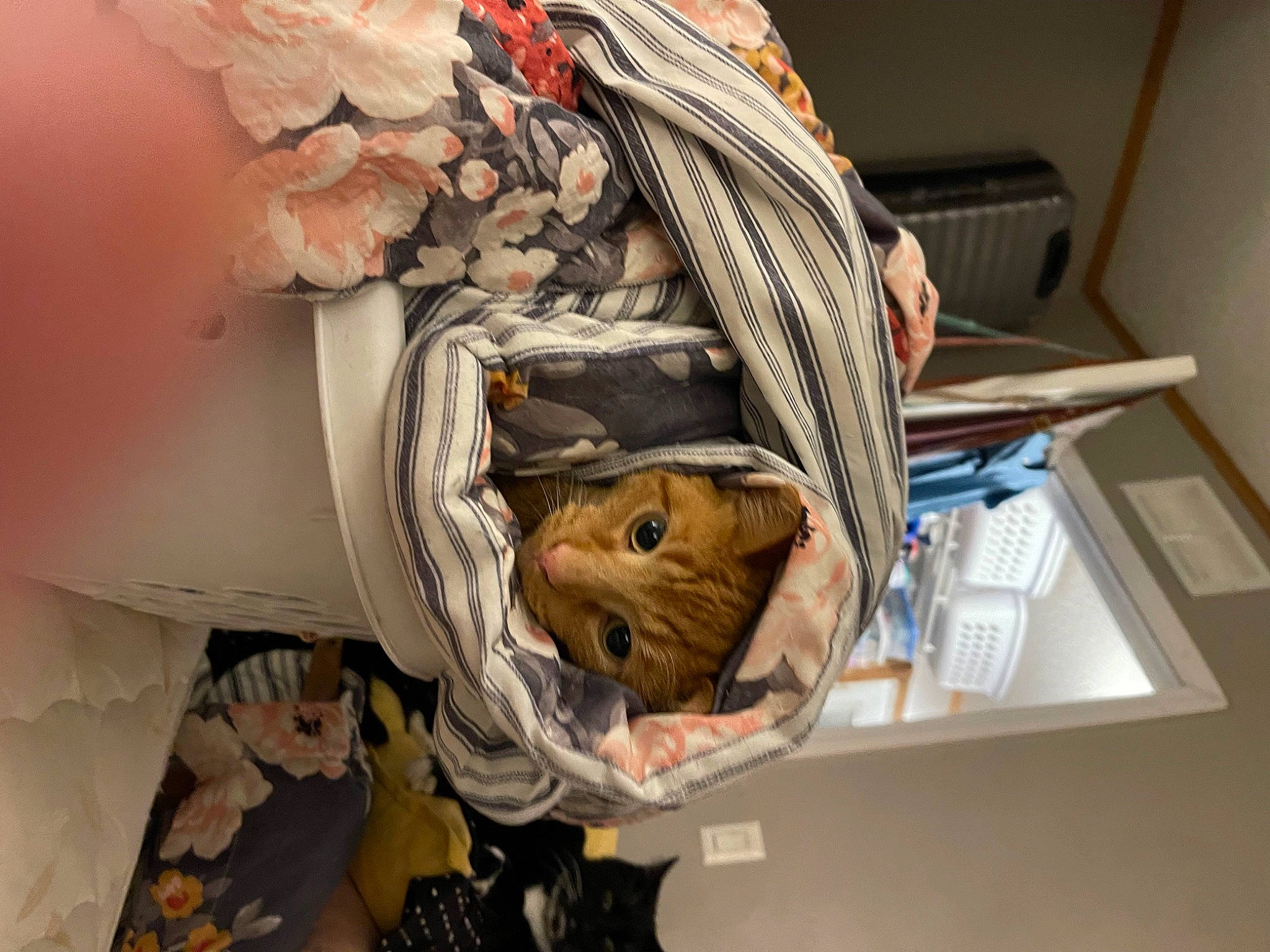 Ollie is registered to the contest to win money with this photo: banknote, cash, comfort, currency, fur, hat, linens, newsprint, paper, paper_product, publication, room, shelving, toy, tree, wood