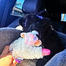 Missy joined the competition — help win amazing prizes! puppy, dog, black_dog, fluffy, pet, animal, plush_toy, toy, chewing, open_mouth, car, vehicle, interior, seat, blanket, colorful, portrait, close_up, road_trip, playful