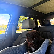 Missy joined the competition — help win amazing prizes! puppy, dog, black_dog, fluffy, pet, animal, car, suv, vehicle, car_interior, dog_bed, pet_bed, seated, portrait, sunlight, outdoor_view, leather_seats, headrest, travel, cute