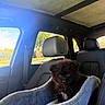 puppy, dog, black_dog, fluffy, pet, animal, car, suv, vehicle, car_interior, dog_bed, pet_bed, seated, portrait, sunlight, outdoor_view, leather_seats, headrest, travel, cute