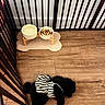 Missy is registered to the contest to win money with this photo: dog, puppy, black_dog, fluffy, pet, striped_clothing, dog_outfit, wooden_floor, food_bowl, water_bowl, pet_feeding_station, indoor, home, baby_gate, wood_grain, resting, lying_down, cute, animal_photography, floor