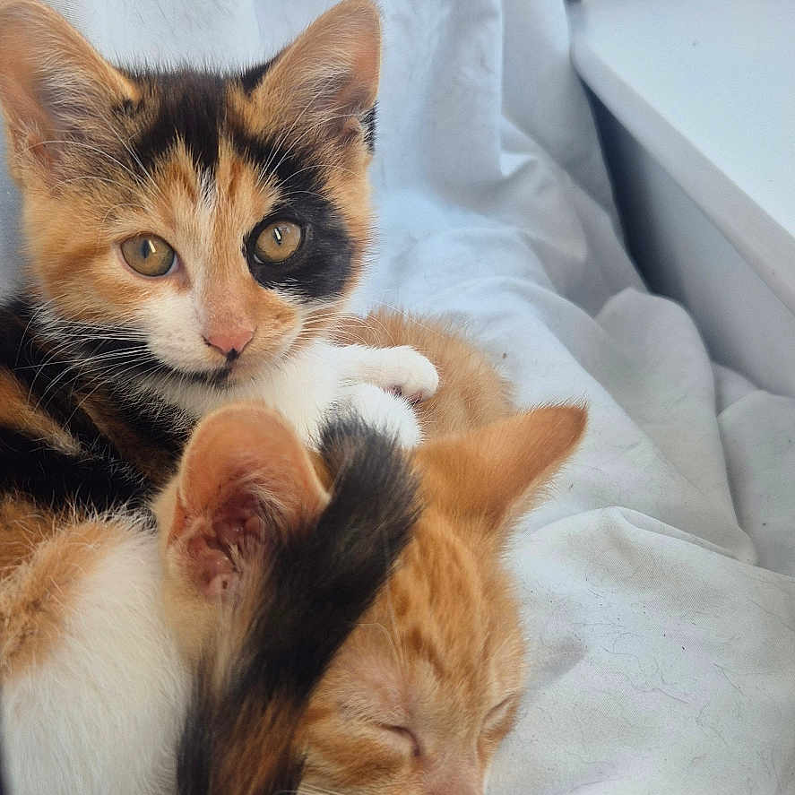 Millie And Marvel joined the competition — help win amazing prizes! abyssinian, animal, bed, bedroom, blanket, cat, couch, cushion, face, furniture, head, indoors, kitten, manx, person, pet, photography, portrait, room, sleeping