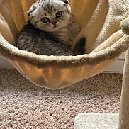 Abbie is registered to the contest to win money with this photo: animal, carpet, cat, cozy, cute, domestic, ears, eyes, fur, furry, hammock, indoor, kitten, pet, plush, relaxed, resting, small, soft, young