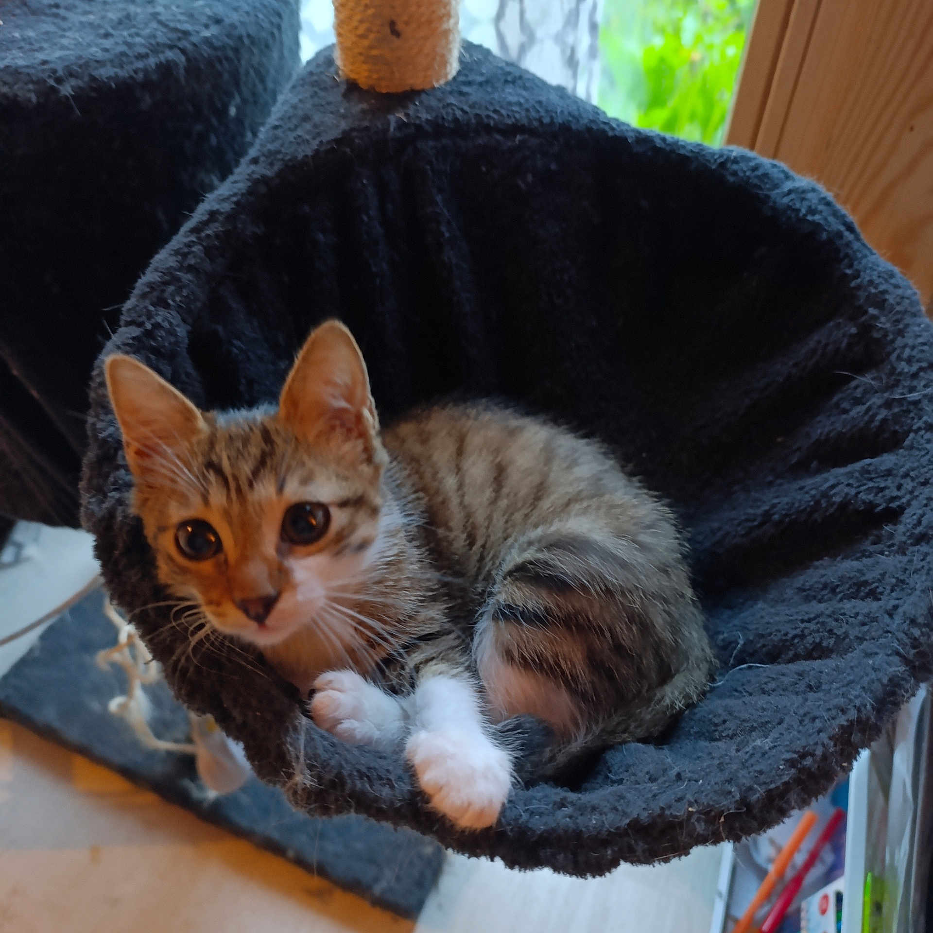 Chalameche a rejoint le concours — aidez-le/la à gagner de superbes lots ! animal_bed, black_hammock, cat, cozy, curious, cute, feline, fur, home, indoor, kitten, looking_at_camera, natural_light, paws, pet, resting, tabby_cat, whiskers, window, young_animal