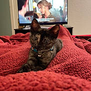 Bean joined the competition — help win amazing prizes! kitten, cat, tortoiseshell, collar, blanket, red_blanket, bedroom, television, tv_screen, indoor, cozy, feline, pet, stretching, warm, home, furniture, focus, animal, cute