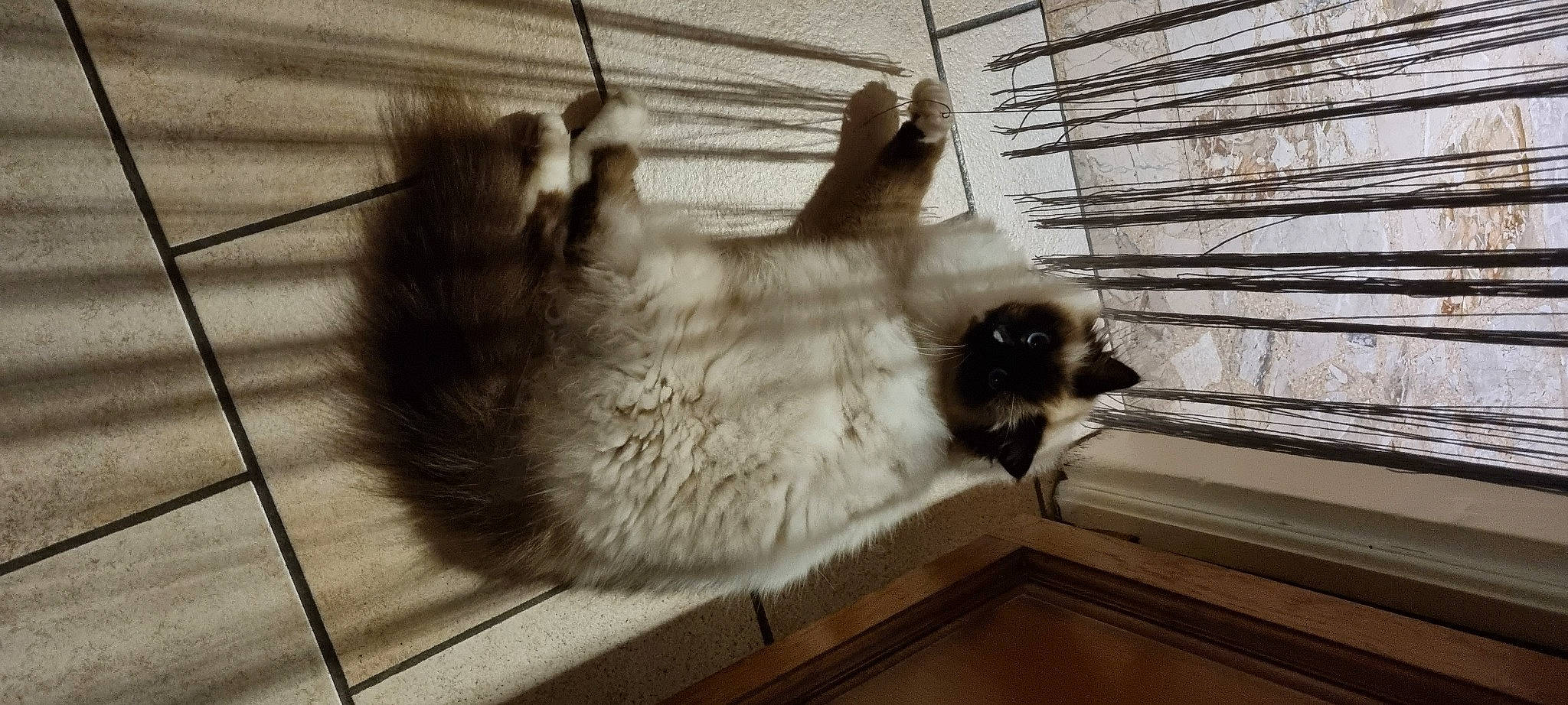 Silver participe au concours pour gagner de l'argent avec cette photo : canidae, carnivore, cat, companion_dog, dog_breed, fawn, felidae, flooring, fur, monochrome_photography, paw, primate, siamese, small_to_medium_sized_cats, snout, sporting_group, tail, vertebrate, whiskers, wood