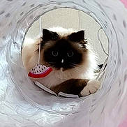 Silver participe au concours pour gagner de l'argent avec cette photo : balinese, birman, carnivore, cat, circle, close_up, fawn, felidae, fur, pattern, siamese, small_to_medium_sized_cats, snout, terrestrial_animal, thai, whiskers