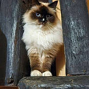 Silver participe au concours pour gagner de l'argent avec cette photo : alert, animal, blue_eyes, cat, close_up, curious, cute, domestic_animal, feline, fluffy, fur, indoors, nature, pet, portrait, rustic, sitting, whiskers, wood, wooden_beams