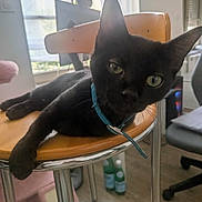 Baya participe au concours pour gagner de l'argent avec cette photo : animal, bar_stool, black_cat, blue_collar, bottle, cat, chair, computer_monitor, cozy, curious, floor, head_tilt, indoor, natural_light, paw, pet, relaxed, stretching, window, wooden_furniture