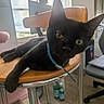 animal, bar_stool, black_cat, blue_collar, bottle, cat, chair, computer_monitor, cozy, curious, floor, head_tilt, indoor, natural_light, paw, pet, relaxed, stretching, window, wooden_furniture
