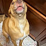 dog, tan_dog, pet, indoor, kitchen, floor, mat, brown_cabinet, wood_floor, looking_up, mouth_open, fur, animal, canine, domestic_animal, blurry, sitting, floor_mat, home, cute