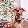 dog, bow_tie, christmas_tree, ornaments, presents, holiday, decorations, indoor, wooden_floor, door, festive, pet, canine, wrapped_gifts, celebration, animal, christmas, tree_lights, red, white