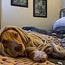 dog, blanket, bed, paw, cozy, indoor, brown_dog, soft_texture, knit_bedspread, relaxed, snuggled, pet, napping, home_interior, wall_art, black_and_white_photos, sleepy, comfort, close_up, warm_lighting