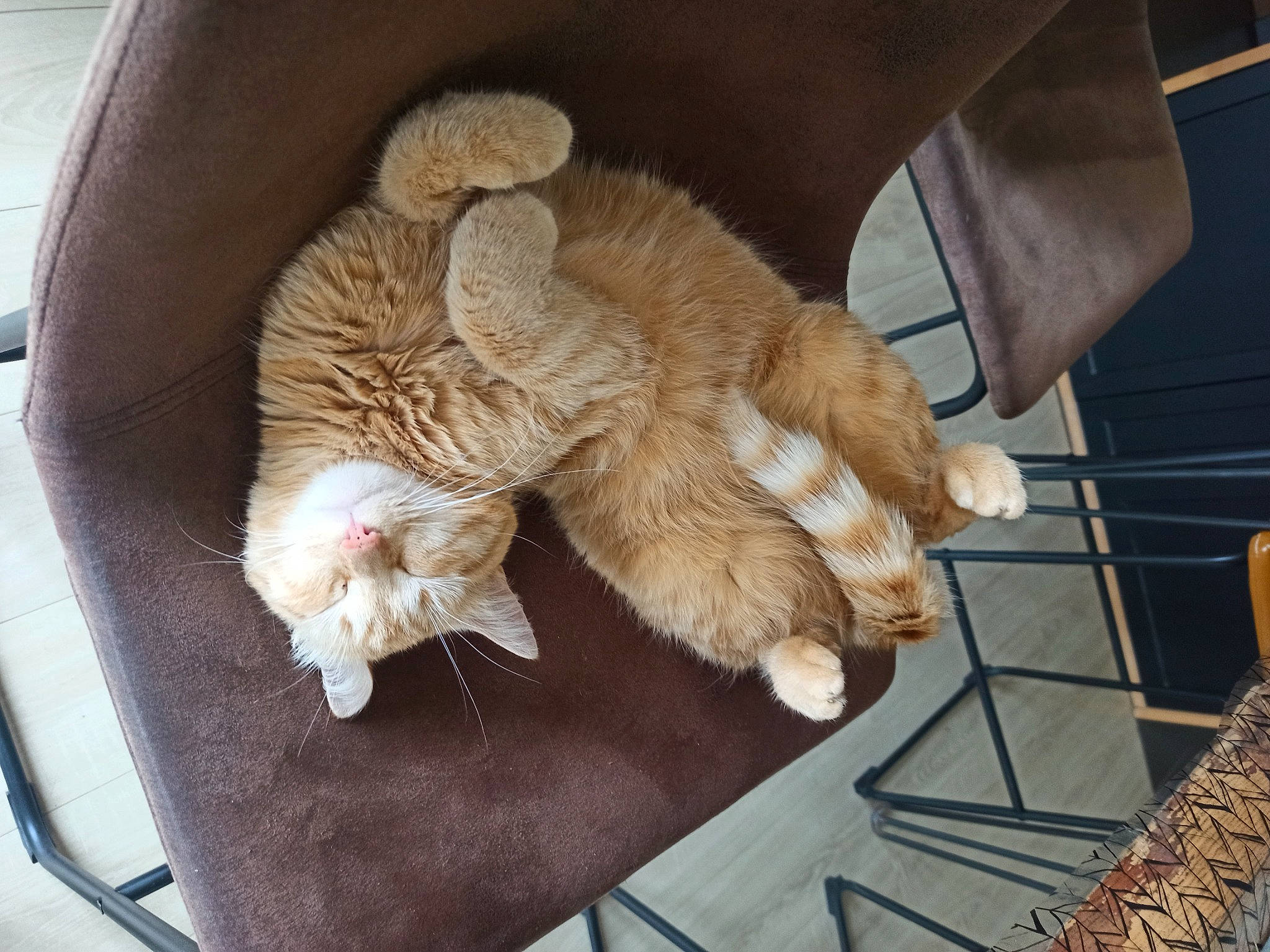 Cacahuète a rejoint le concours — aidez-le/la à gagner de superbes lots ! carnivore, cat, cat_supply, claw, comfort, companion_dog, domestic_short_haired_cat, fawn, felidae, fur, nap, paw, small_to_medium_sized_cats, sporting_group, tail, terrestrial_animal, whiskers, wicker, wood, wool