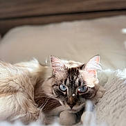Olive is registered to the contest to win money with this photo: bed, blanket, blue_eyes, bokeh, cat, close_up, cozy, ears, feline, focused, indoor, long_fur, paws, pet, portrait, relaxed, shallow_depth_of_field, sleepy, soft_light, whiskers
