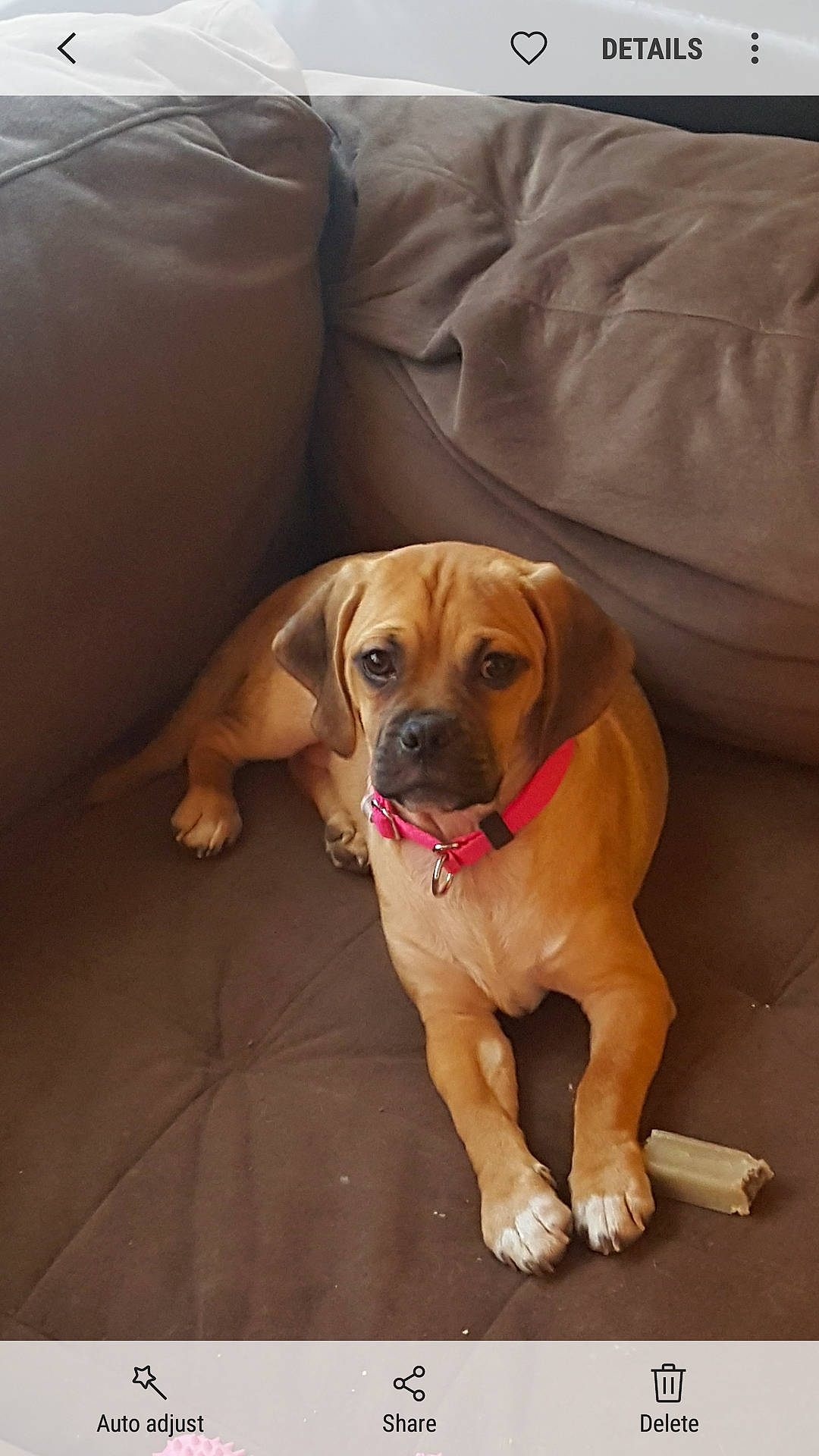 Stella joined the competition — help win amazing prizes! canidae, carnivore, collar, comfort, companion_dog, couch, dog, dog_breed, dog_collar, dog_supply, fawn, flooring, hardwood, liver, paw, pet_supply, snout, sporting_group, tail, working_animal