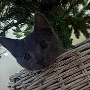 Ted joined the competition — help win amazing prizes! animal, basket, cat, closeup, cozy, curious, cute, ears, eyes, face, feline, gray_cat, greenery, home, indoor, looking, nature, pets, whiskers, wicker