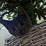 animal, basket, cat, closeup, cozy, curious, cute, ears, eyes, face, feline, gray_cat, greenery, home, indoor, looking, nature, pets, whiskers, wicker