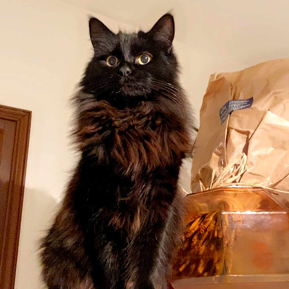 Naya a rejoint le concours — aidez-le/la à gagner de superbes lots ! abyssinian, angora, animal, bag, blackcat, box, cat, closet, hardwood, indoors, kitten, laundry, manx, pet, plastic, plasticbag, plywood, shelf, sink, wood