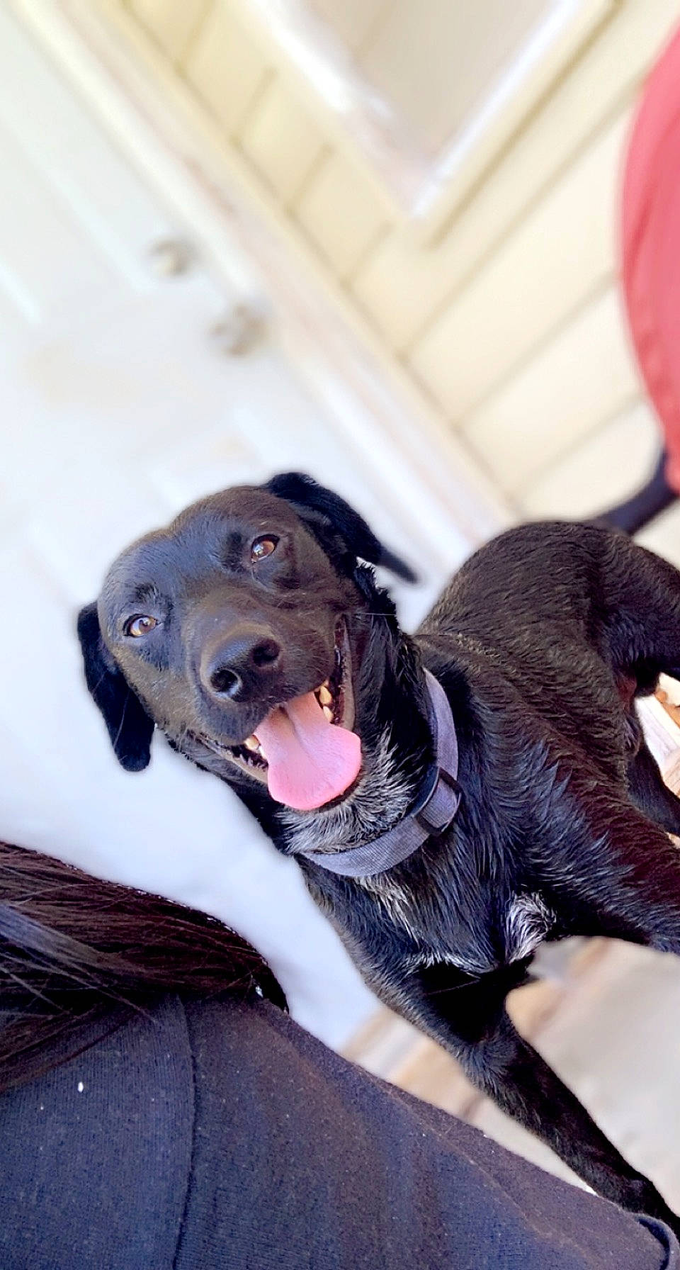 Jax is registered to the contest to win money with this photo: canidae, carnivore, collar, companion_dog, dog, dog_breed, dog_collar, dog_supply, fawn, fur, gesture, happy, jaw, purple, retriever, snout, sporting_group, sunglasses, vertebrate, whiskers