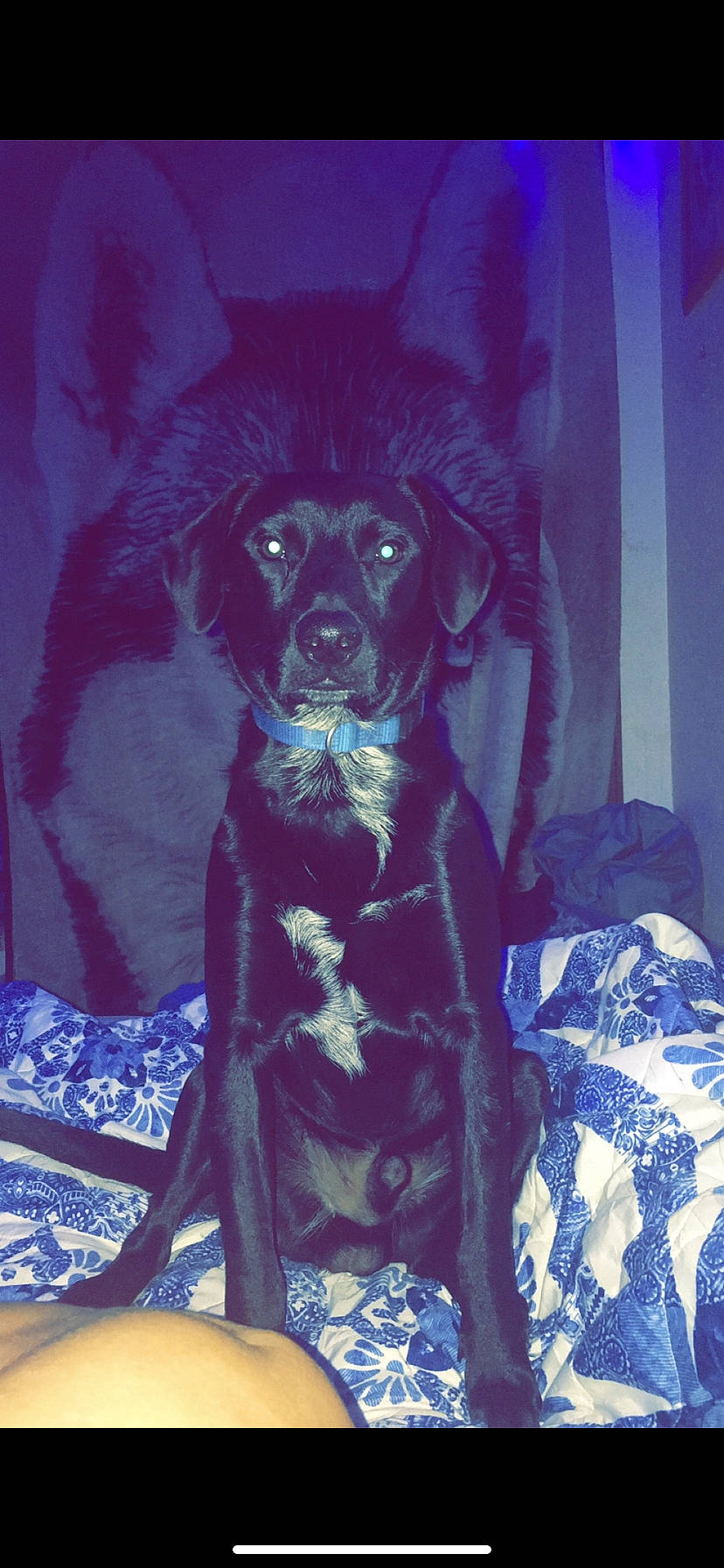 Jax is registered to the contest to win money with this photo: blue, borador, canidae, carnivore, companion_dog, darkness, dog, dog_breed, dog_collar, dog_supply, electric_blue, fur, pattern, purple, sleeve, sporting_group, sports_equipment, toy_dog, whiskers, working_animal