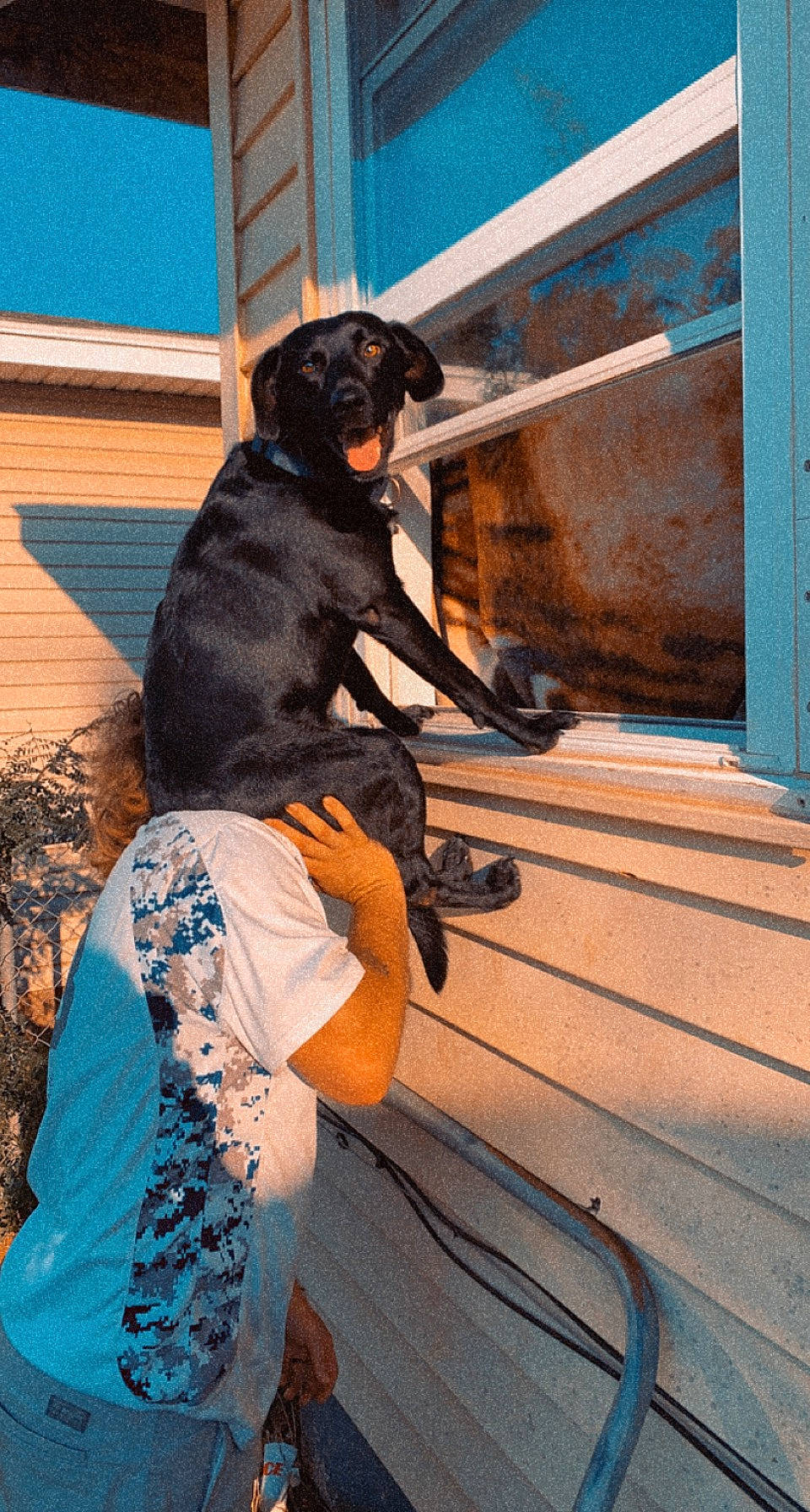 Jax joined the competition — help win amazing prizes! blue, companion_dog, dog_breed, electric_blue, fun, fur, guard_dog, hat, leisure, metal, personal_protective_equipment, recreation, shadow, siding, sitting, t_shirt, tints_and_shades, wood