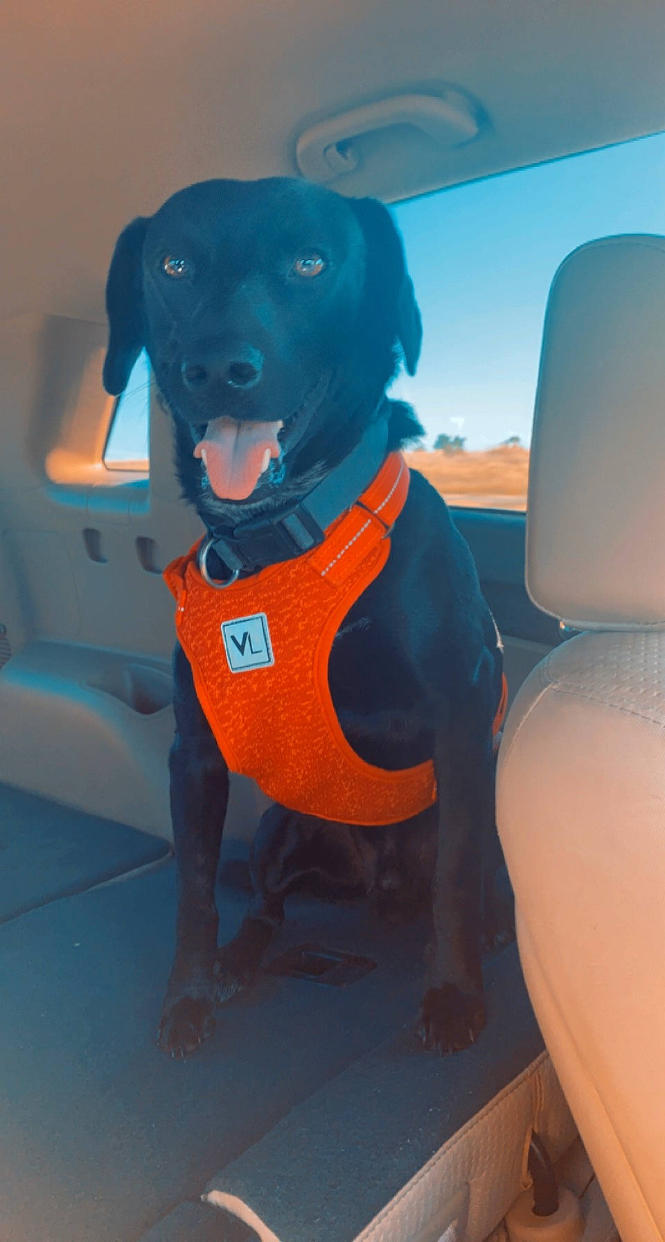 Jax is registered to the contest to win money with this photo: carnivore, collar, companion_dog, dog, dog_breed, dog_clothes, dog_collar, dog_supply, fawn, personal_protective_equipment, pet_supply, recreation, sky, sleeve, smile, snout, vehicle, vehicle_door, whiskers, working_animal