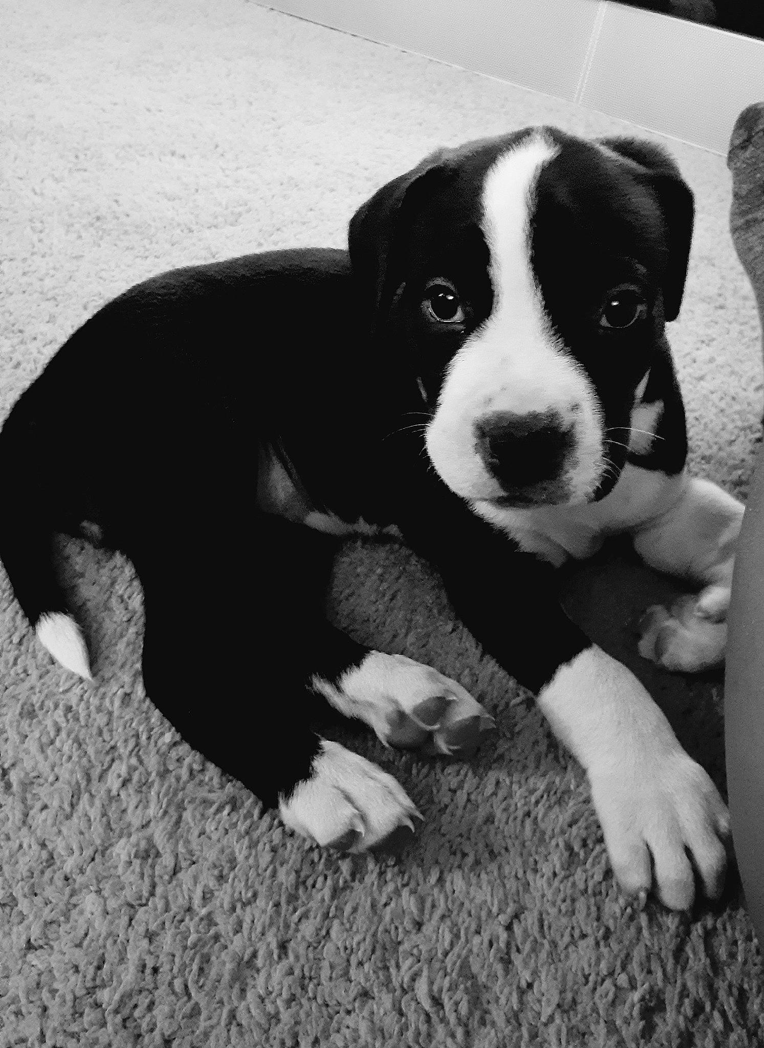 Nora joined the competition — help win amazing prizes! american_pit_bull_terrier, american_staffordshire_terrier, black_and_white, canidae, carnivore, dog, dog_breed, fawn, mammal, non_sporting_group, pit_bull, puppy, snout, vertebrate