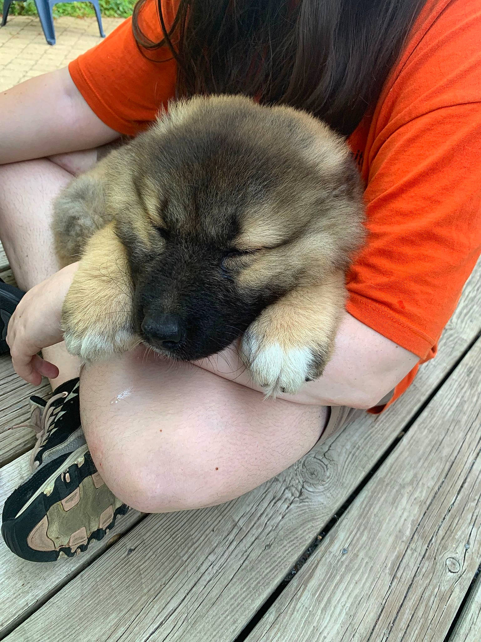 Guen is registered to the contest to win money with this photo: canidae, carnivore, comfort, companion_dog, dog, dog_breed, fawn, flooring, foot, fur, hand, hardwood, human_leg, paw, plank, snout, sporting_group, whiskers, wood, working_animal