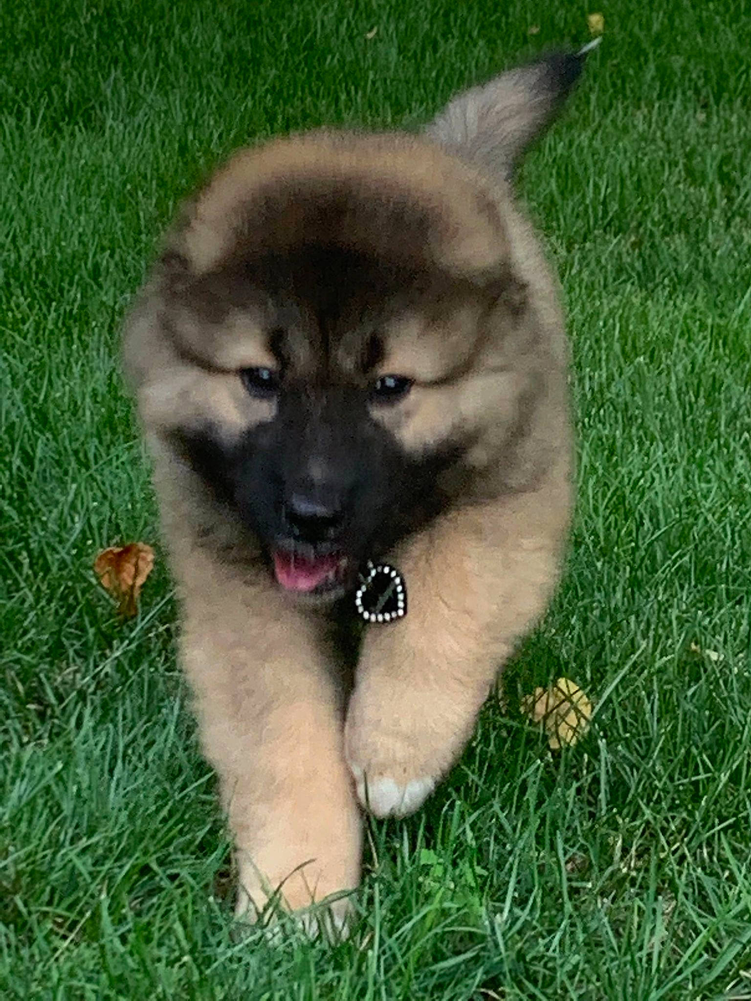 Guen is registered to the contest to win money with this photo: ancient_dog_breeds, canidae, carnivore, companion_dog, dog, dog_breed, fawn, grass, non_sporting_group, snout, sporting_group, terrestrial_animal, working_animal, working_dog