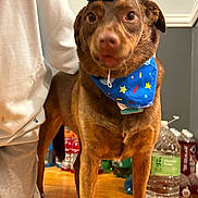 Leroy joined the competition — help win amazing prizes! bandana, beverages, brown_fur, canine_face, close_up, collar_tag, dog, eyes, festive, hardwood_floor, indoor, looking_at_camera, nose, party_hat, party_supplies, person_arm, pet_photography, portrait, standing, water_bottle