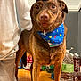 bandana, beverages, brown_fur, canine_face, close_up, collar_tag, dog, eyes, festive, hardwood_floor, indoor, looking_at_camera, nose, party_hat, party_supplies, person_arm, pet_photography, portrait, standing, water_bottle