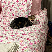 Buddy joined the competition — help win amazing prizes! cat, tabby, pet, animal, bed, bedroom, bedding, blanket, pillow, floral, patterned, pink, sleeping, lounging, sitting, meowing, open_mouth, indoors, furniture, home