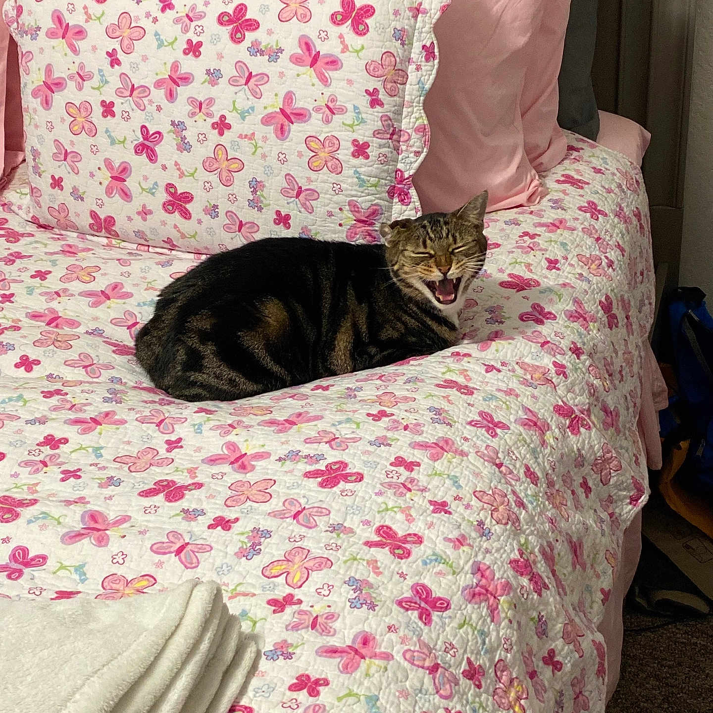 Buddy joined the competition — help win amazing prizes! cat, tabby, pet, animal, bed, bedroom, bedding, blanket, pillow, floral, patterned, pink, sleeping, lounging, sitting, meowing, open_mouth, indoors, furniture, home